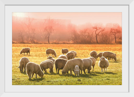 "Flock of Sheep in a Meadow"