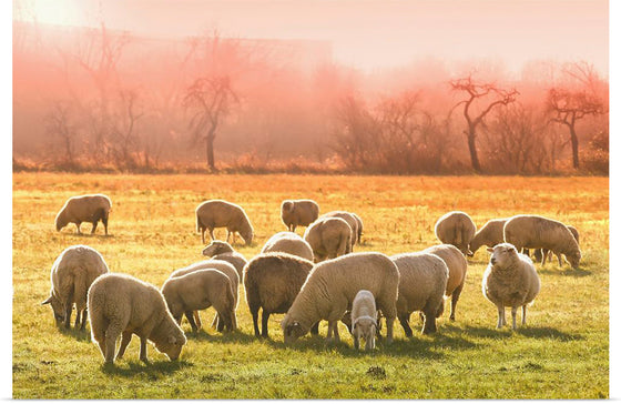 "Flock of Sheep in a Meadow"