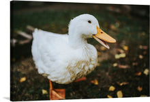  This charming print of a white duck standing on top of a grass-covered field is a delightful addition to any home décor. The duck's soft white feathers contrast beautifully with the lush green grass, and its bright yellow beak adds a pop of color.