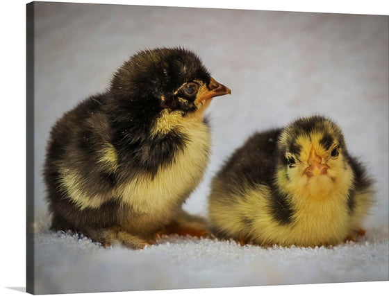Looking for a charming addition to your home decor? Look no further than this delightful print of two baby chicks sitting against a white background. The soft, fluffy feathers of these adorable creatures are sure to bring a smile to your face every time you see them.