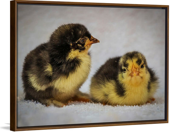 "Two Chicks"