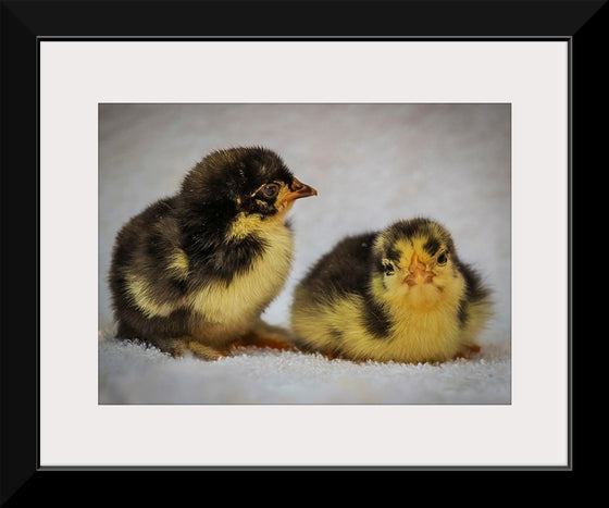 "Two Chicks"