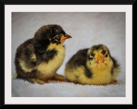 "Two Chicks"