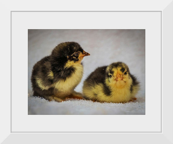 "Two Chicks"