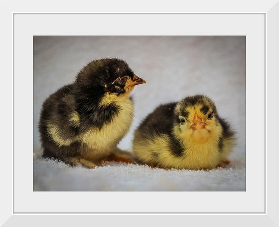 "Two Chicks"