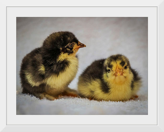 "Two Chicks"