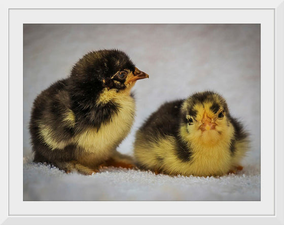 "Two Chicks"