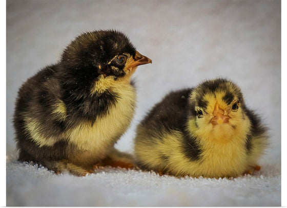 "Two Chicks"