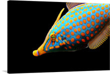  Prepare to be mesmerized by this captivating artwork! Feast your eyes on a colorful fish, adorned with vibrant orange spots that create a stunning visual spectacle. The intricate details and harmonious colors make this piece a true work of art. As a print, it will bring a touch of nature's beauty and a sense of wonder to any space it adorns.