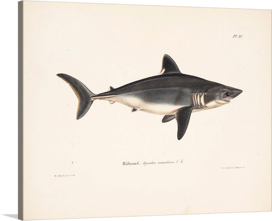 “Porbeagle” by Wilhelm von Wright is a stunning artwork that captures the beauty and power of the porbeagle shark. The illustration is rendered in realistic detail, showcasing the shark’s streamlined shape and powerful build. The monochromatic palette adds a timeless elegance to the artwork, while the subtle hues evoke a sense of mystery and intrigue.