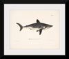 "Porbeagle", Wilhelm von Wright