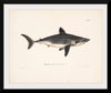 "Porbeagle", Wilhelm von Wright