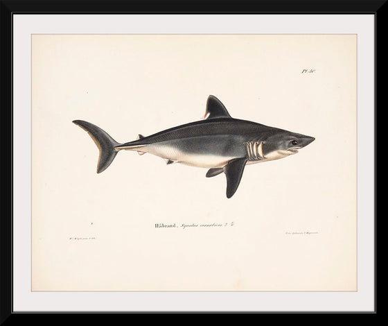 "Porbeagle", Wilhelm von Wright