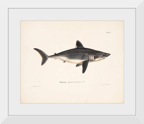 "Porbeagle", Wilhelm von Wright