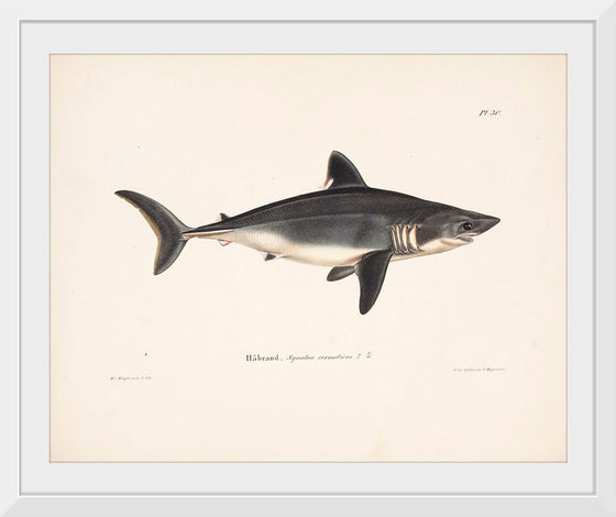 "Porbeagle", Wilhelm von Wright