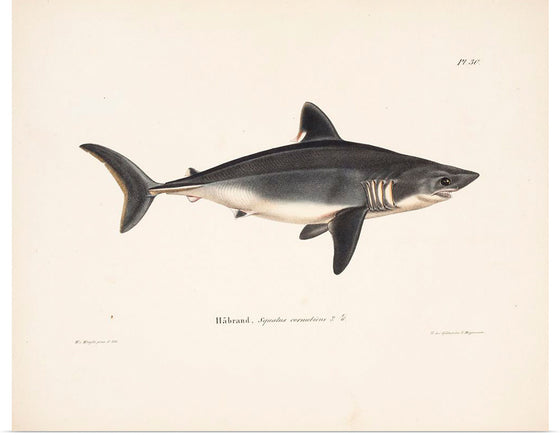 "Porbeagle", Wilhelm von Wright