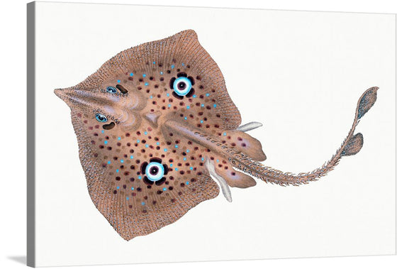 “Homelyn Mirror Ray” by Edward Donovan is a mesmerizing artwork that captures the enigmatic beauty of marine life. The artwork features a highly detailed illustration of a ray with intricate patterns on its body. The ray has two large, prominent eyes with blue and white concentric circles around them.