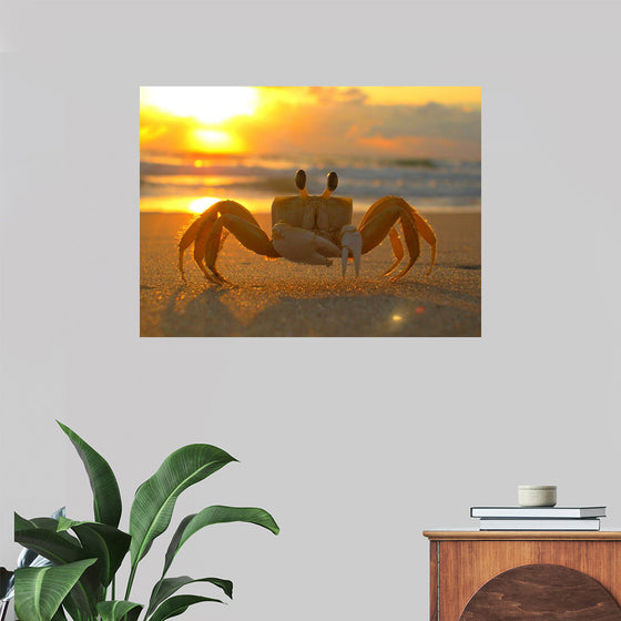 "Sunset Crab"