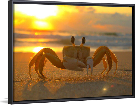 "Sunset Crab"