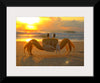 "Sunset Crab"