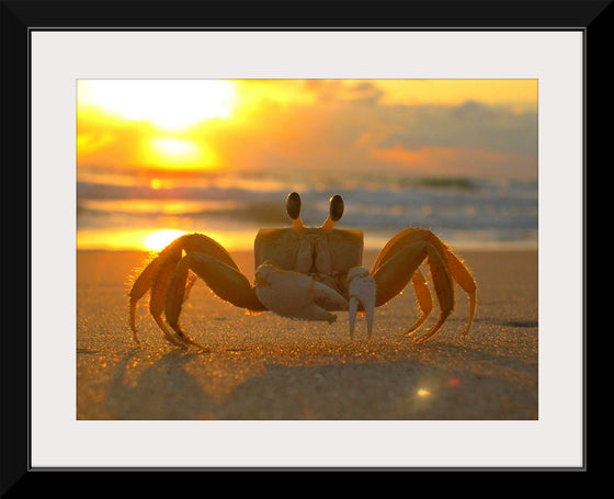 "Sunset Crab"