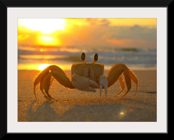 "Sunset Crab"