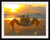 "Sunset Crab"