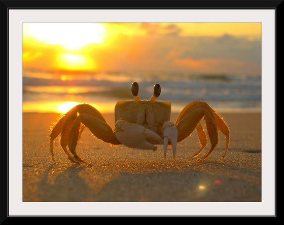 "Sunset Crab"