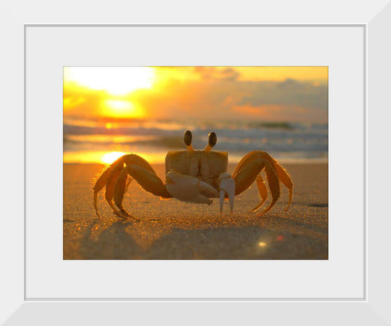 "Sunset Crab"