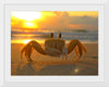 "Sunset Crab"