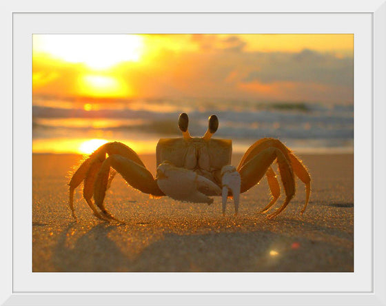 "Sunset Crab"