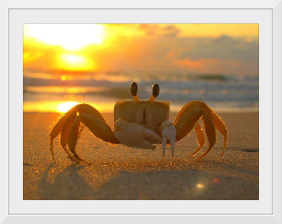 "Sunset Crab"