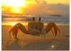 "Sunset Crab"