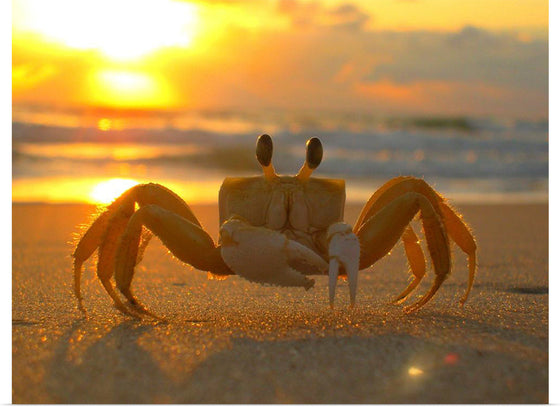 "Sunset Crab"