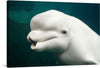 “Belua whale in an aquarium” is a stunning photograph by Carol M. Highsmith that captures the beauty of a beluga whale in captivity. The photograph showcases the whale’s grace and elegance as it swims in the aquarium.