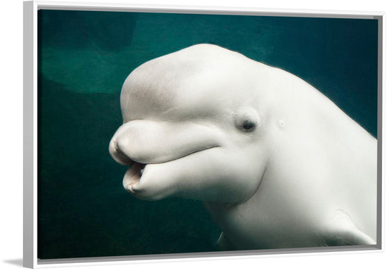 "Belua whale in an aquarium", Carol M. Highsmith