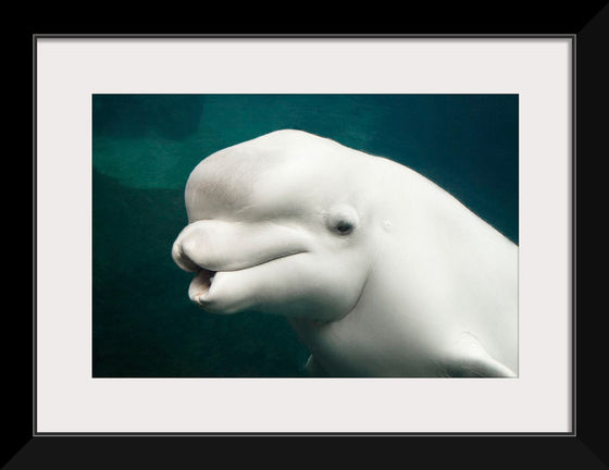 "Belua whale in an aquarium", Carol M. Highsmith