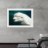 "Belua whale in an aquarium", Carol M. Highsmith