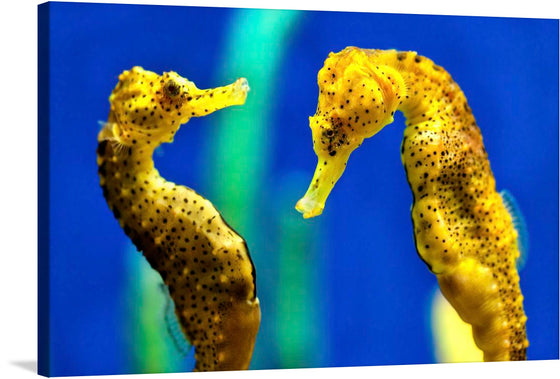 This print brings the mesmerizing underwater world to your living space with an exquisite depiction of two seahorses. Captured in a moment of graceful interaction, their intricate patterns and delicate forms are illuminated against a vibrant blue backdrop. The contrasting colors and lighting lend an ethereal quality to the image, highlighting the unique shapes and textures of the seahorses.