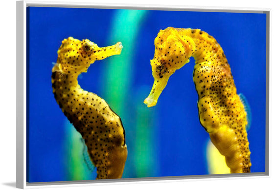 "Yellow Seahorses"