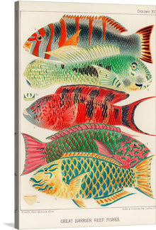  Dive into the mesmerizing depths of the ocean with “Great Barrier Reef Fishes” by William Saville-Kent. Each print captures the vibrant and diverse marine life that calls this natural wonder home, rendered in exquisite detail and color. From the intricate patterns to the lively hues, every element is a testament to the beauty that lies beneath the waves.