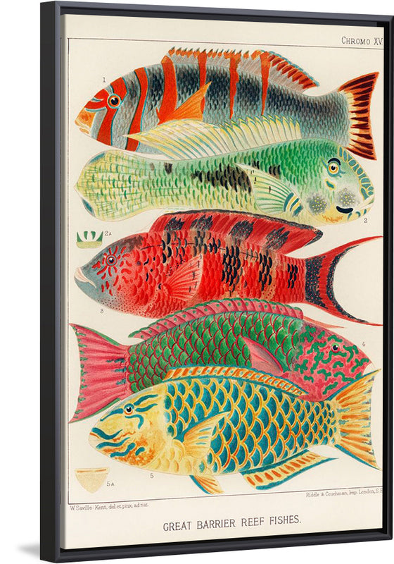 "Great Barrier Reef Fishes", William Saville-Kent