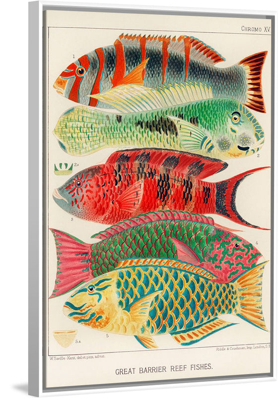 "Great Barrier Reef Fishes", William Saville-Kent