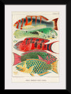 "Great Barrier Reef Fishes", William Saville-Kent