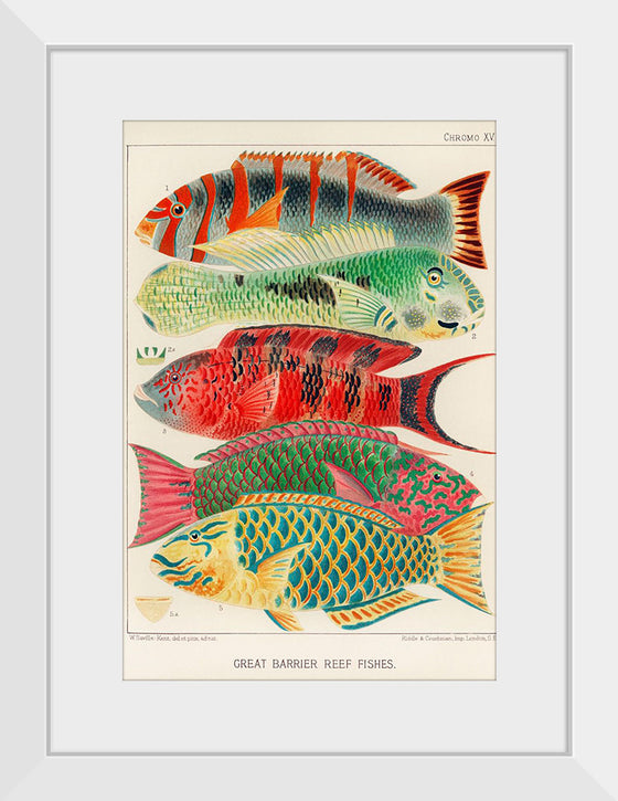 "Great Barrier Reef Fishes", William Saville-Kent