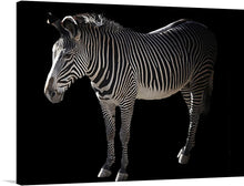  Step into the untamed elegance of the African savanna with our exclusive print, “Zebra Black III.” This striking piece captures the essence of the zebra—a creature that embodies both grace and wild spirit. Against a velvety black backdrop, the zebra’s iconic black-and-white stripes come alive, creating a mesmerizing contrast. 