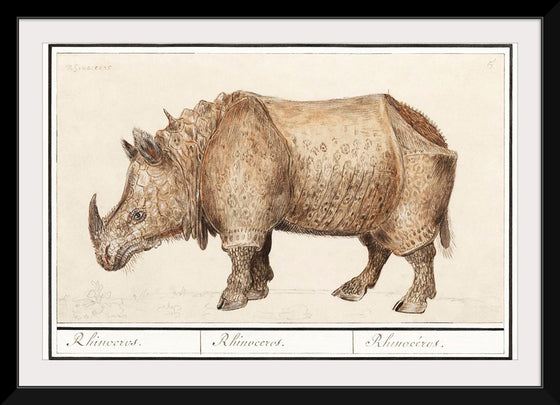 "Indian Rhinoceros, Rhinoceros Unicornis (1596–1610)", Anselmus Boëtius de Boodt