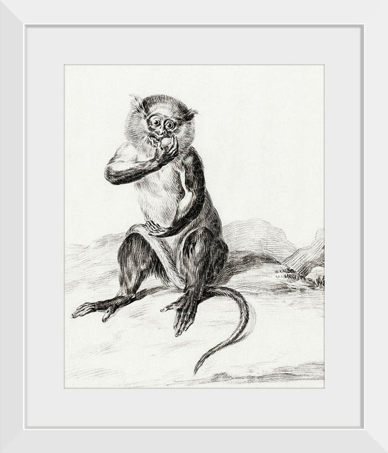 "Sitting Monkey, Eating a Fruit (1775-1883)", Jean Bernard