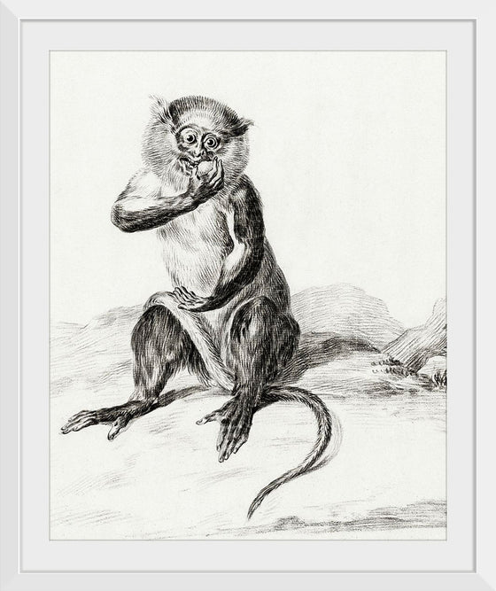 "Sitting Monkey, Eating a Fruit (1775-1883)", Jean Bernard