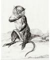 "Sitting Monkey, Eating a Fruit (1775-1883)", Jean Bernard